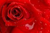 red_rose ...also a great way to get free traffic from Google when people search for images of a red rose.